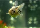 fish photo