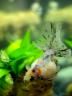fish photo