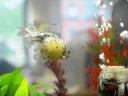 fish photo