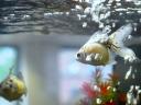 fish photo