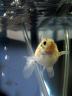 fish photo