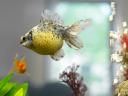 fish photo