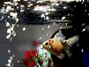 fish photo