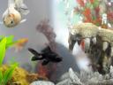 fish photo