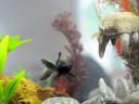 fish photo