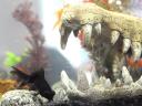 fish photo