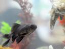 fish photo