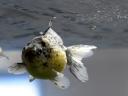 fish photo