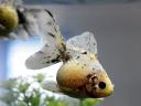 fish photo
